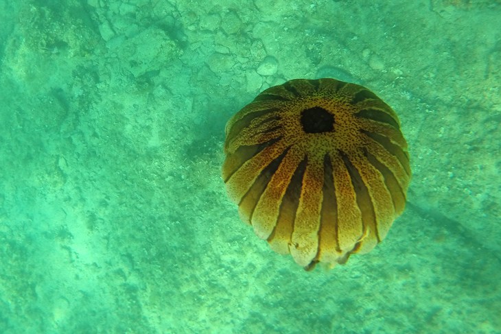 Kompas meduza (Snimio Manuel Angelini / Arhiva)